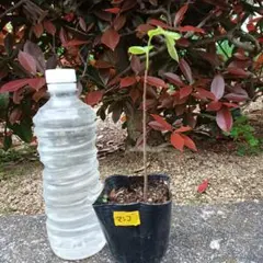 販売専用出品実生ポポー(マンゴー)の苗木