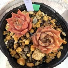 多肉植物 センペルビウム ジュエルケース No.33【青】 - メルカリ