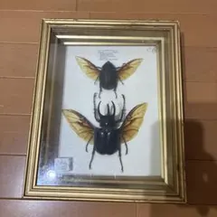 2026年最新】アトラスオオカブト標本の人気アイテム - メルカリ