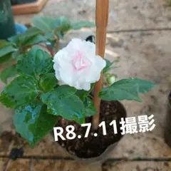 八重咲きインパチエンス　ムシカ　プリンセスピンク　開花蕾付き 2株　ポットのままのサムネイル