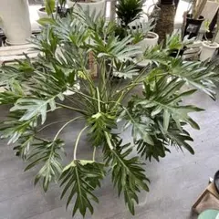 ボブシー斑入り 特大株 引き取り限定 - メルカリ