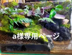苔テラリウムケージ 水場と陸地のあるカエル・イモリ向けレイアウト