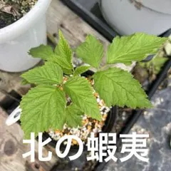 25センチWhite底面吸水 ☆トゥラミーン☆ラズベリー 苗 鉢植え 25センチNo.1☆トゥラミーン☆ラズベリー 苗 吸水ポット - メルカリ