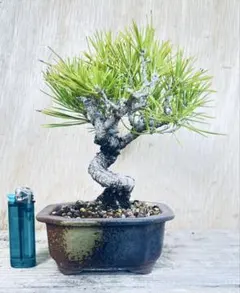 赤松 小品盆栽 模様木 盆栽愛好家おすすめ 樹高22cm 松_黒松_五葉松... 赤松 小品盆栽 模様木 盆栽愛好家おすすめ 樹高22cm 松_黒松_五葉松