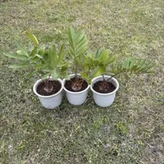 2026年最新】ザミアの人気アイテム - メルカリ