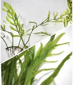 2026年最新】ボルビティスの人気アイテム - メルカリ