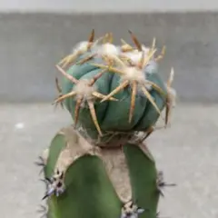 2026年最新】翠平丸 サボテンの人気アイテム - メルカリ