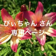 ぴぃちゃん さん
