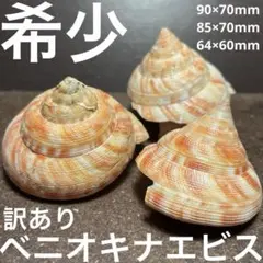 オキナエビスガイ４点 オキナエビスガイ4点 オキナエビスガイ4点 オキナエビスガイ