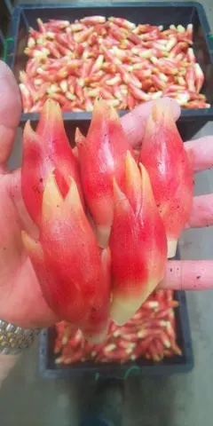 2026年最新】みょうがの人気アイテム - メルカリ