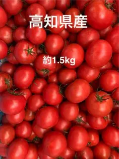 フルーツトマト　約1.5kg 高知県産のサムネイル