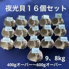 スライス様　専用　大型夜光貝　14個　約16kg    アクセサリー　ルアー 夜光貝 14-15cm スライス様 専用 大型夜光貝 14個 約16kg アクセサリー