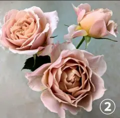 バラ苗(入手困難切り花種) 激レア種 和バラ Yahoo!オークション - 希少・切り花種・流通なく入手難・和ばら 風月