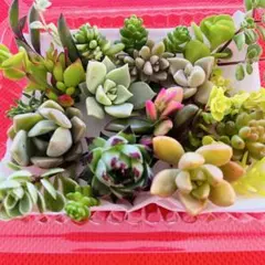 2026年最新】多肉植物エケベリアセットの人気アイテム - メルカリ