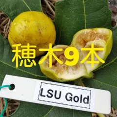 イチジク 苗 LSU Gold fig ※この画面は購入不可 2025年最新】LSUゴールド イチジクの人気アイテム - メルカリ