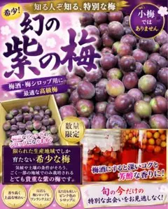 お得‼️希少品種‼️和歌山県産 紫の梅M.Sサイズ 10kg みかんキング 和歌山県産 希少品種♥️紫の梅‼️中玉サイズ 2kg みかんキング 家庭