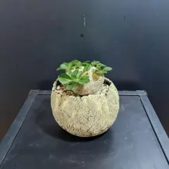 パキポディウム ブレビカリックス 現地球 塊根植物 N/OH 鉢付き | Mercari