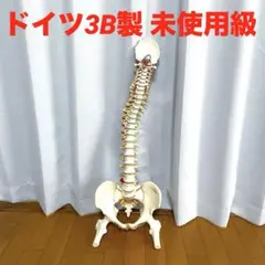 2025年最新】骨格模型 ドイツ製の人気アイテム - メルカリ