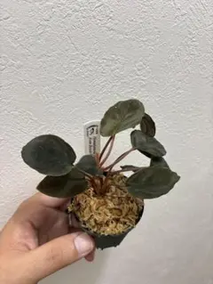 さらみさん専用　homalomena 2025年最新】ホマロメナ Homalomenaの人気アイテム - メルカリ