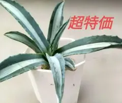 トコちゃんさん専用❣️子株2つ❣️特大美株❣️アガベ アメリカーナ 華厳 2025年最新】アガベ アメリカーナの人気アイテム - メルカリ