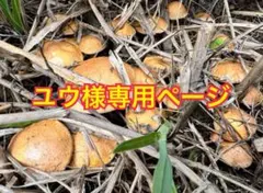 ユウ様専用ページ