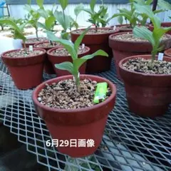 山野草　武徳ホテイ　アツモリソウ　開花終了株6号鉢C 山野草 武徳ホテイ アツモリソウ 開花終了株6号鉢C - メルカリ