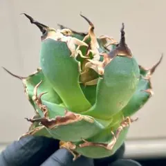 七夕セール アガベ チタノタ ハデス② 安心の発根済 鉢植え発送 - メルカリ