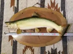 2026年最新】イワナ剥製の人気アイテム - メルカリ