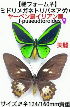 外国産蝶標本【稀産地】オビトリバネアゲハ ♀標本☆ビサ島産☆貴重な