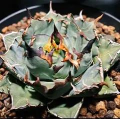 2025年最新】アガベ 白鯨 親株の人気アイテム - メルカリ