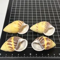 マイマイガイ科 貝殻標本 小さな貝殻 ヤドカリのお宿 置物