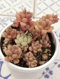 ♣NM様 リクエスト 3点 まとめ商品