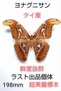 野外採集品ダイトンヒメミヤマ♂2頭標本 Yahoo!オークション -「ミヤマクワガタ標本」(外国産) (成虫)の落札