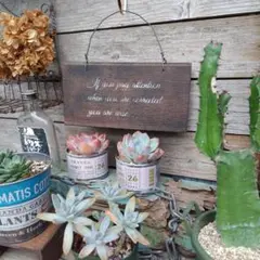 2025年最新】ジャンクガーデンの人気アイテム - メルカリ