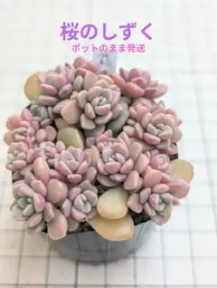 p*n様 桜のしずく　めでるさん苗