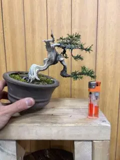真柏　盆栽のサムネイル