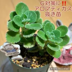 アロマティカス　G対策に‼️ 抜き苗　根付き　2本　かえるさん アロマティカス G対策に‼️ 抜き苗 根付き 2本 かえるさん - メルカリ