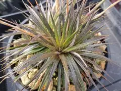 ディッキア Dyckia fosteriana var, Senges f01 - メルカリ
