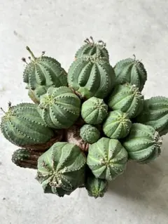 2025年最新】オベサ群生の人気アイテム - メルカリ