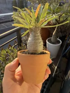 パキポディウム グラキリス 塊根植物 国内実生 良型