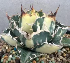 速達【3000取引感謝企画】②特大　超選抜　アガベ　白鯨錦　縞斑　TC 速達【3000取引感謝企画】②特大 超選抜 アガベ 白鯨錦 縞斑 TC