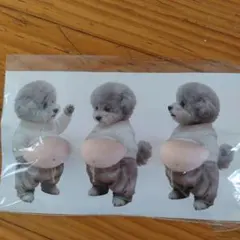 プードル　お腹シール