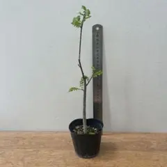 和ハーブ　葉山椒　苗のサムネイル