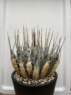 アガベ ユタエンシス　エボリスピナ　子株付き