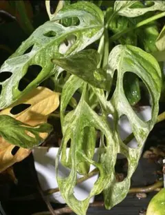 2026年最新】マドカズラ ミントの人気アイテム - メルカリ