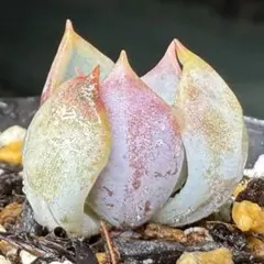 2025年最新】ロウルサンコ アロエの人気アイテム - メルカリ