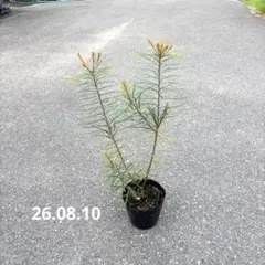 263現物発送 バンクシア苗 ヘアピン - メルカリ