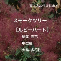 ABC様 リクエスト 2点 まとめ商品