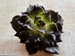 H*C様 1533 新入荷　ブラックマディバ　多肉植物　エケベリア　撮影1月20