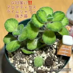 アロマティカス　ライムシャワー　G対策に‼️ 抜き苗　根付き　2本　跳び箱